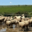 Галип Галипов проинспектировал ход перегона овец с зимних пастбищ на летние - Гумбетовский район
